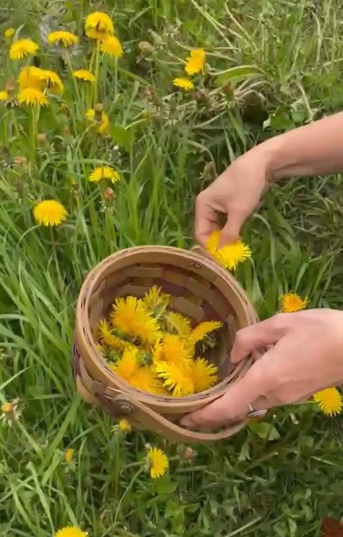 Dandelion re-hydration lotion bar